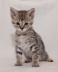 Prachtige Savannah F4-kittens