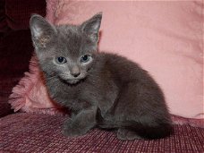 Russische blauwe kittens