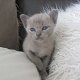 Aziatische katten en kittens ter adoptie - 0 - Thumbnail