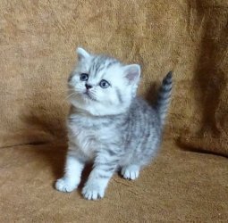 Munchkin-kittens voor adoptie - 0