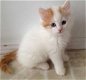 Turkse van kattenkittens voor adoptie - 0 - Thumbnail