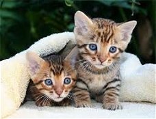 Toyger Cats en Kittens voor adoptie