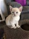Tonkinese katten en kittens ter adoptie - 0 - Thumbnail