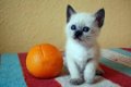 Thaise katten en kittens ter adoptie - 0 - Thumbnail