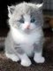 Korat Cats en Kittens ter adoptie - 0 - Thumbnail