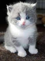 Korat Cats en Kittens ter adoptie