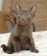 Havana Brown Cats en Kittens voor adoptie - 0 - Thumbnail