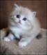 Sneeuwschoen katten en kittens voor adoptie - 0 - Thumbnail
