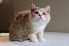 Selkirk Rex Cats en Kittens ter adoptie
