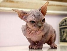 We hebben sphynx kittens ter adoptie