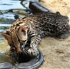 Schattige serval en ocelot kittens