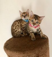 Mooie Bengaalse Kittens kittens voor adoptie - 0