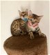 Mooie Bengaalse Kittens kittens voor adoptie - 0 - Thumbnail