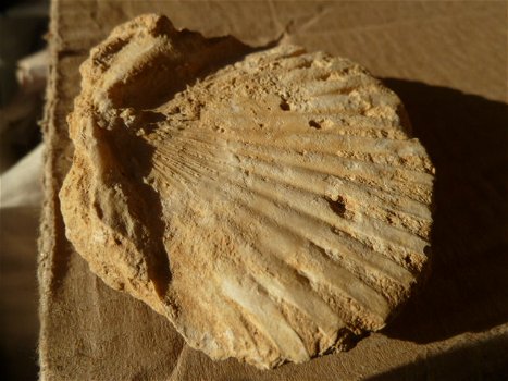 Fossiele Schelp - 1