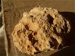 Fossiele Schelp - 2 - Thumbnail