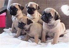 Pug-puppy's beschikbaar.