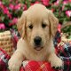 Schattige Golden Retriever-puppy's. - 0 - Thumbnail