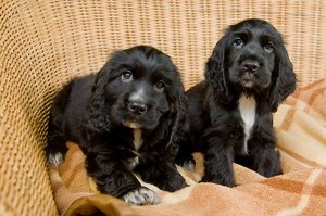 Cocker Spaniel-puppy's van uitstekende kwaliteit klaar. - 0