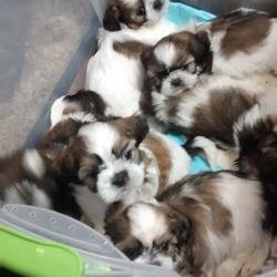 Shih tzu-puppy's voor een nieuw huis. - 0