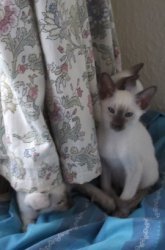 Prachtige Siamese kittens beschikbaar.