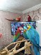 Blauwe en gouden ara papegaaien. - 0 - Thumbnail