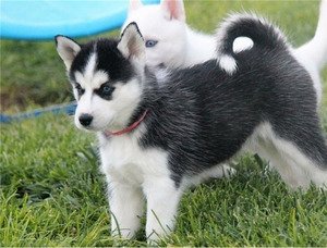 Pluizige zwart-witte Siberische Husky-puppy's beschikbaar - 0