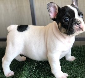 Prachtige Franse Bulldog-puppy's - 0