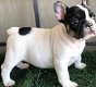 Prachtige Franse Bulldog-puppy's - 0 - Thumbnail