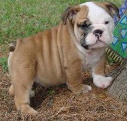 Vier Engelse Bulldog-puppy's - 0