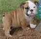 Vier Engelse Bulldog-puppy's - 0 - Thumbnail