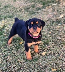 Rottweiler Puppies Nu verkrijgbaar