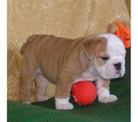 Slimme Engelse Bulldog-puppy's beschikbaar - 0