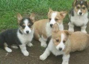 Pembroke Welsh Corgi-puppy's klaar voor vertrek - 0