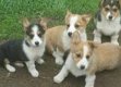 Pembroke Welsh Corgi-puppy's klaar voor vertrek - 0 - Thumbnail