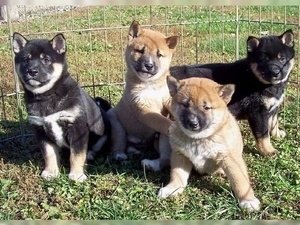 Shiba inu-puppy's voor u beschikbaar. - 0