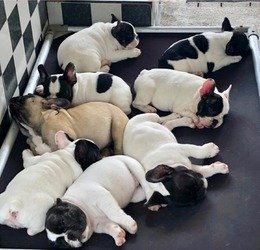 Leuke Frenchie Puppies nu klaar - 0