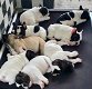 Leuke Frenchie Puppies nu klaar - 0 - Thumbnail