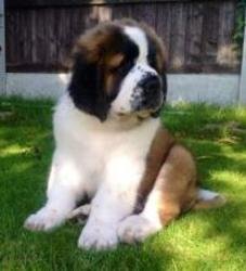 Saint Bernard Puppies - 0