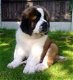 Saint Bernard Puppies - 0 - Thumbnail