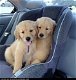 Golden Retriever-puppy's nu beschikbaar - 0 - Thumbnail