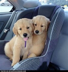 Golden Retriever-puppy's nu beschikbaar