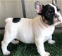 Frenchie Puppies nu klaar - 0 - Thumbnail