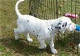 Dalmatische pups klaar - 0 - Thumbnail
