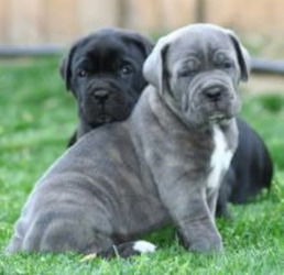 Cane Corso Puppies nu klaar - 0