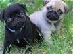 Pug-puppy's zijn nu beschikbaar - 0 - Thumbnail