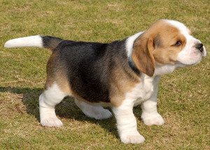 Beagle Puppies nu klaar - 0