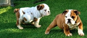 Engelse Bulldog-puppy's klaar - 0