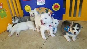 Siberische husky puppy's voor adoptie, mannelijk en vrouwelijk - 0