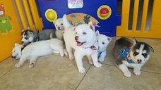 Siberische husky puppy's voor adoptie, mannelijk en vrouwelijk
