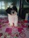 Shih Tzu-puppy's voor adoptie - 0 - Thumbnail